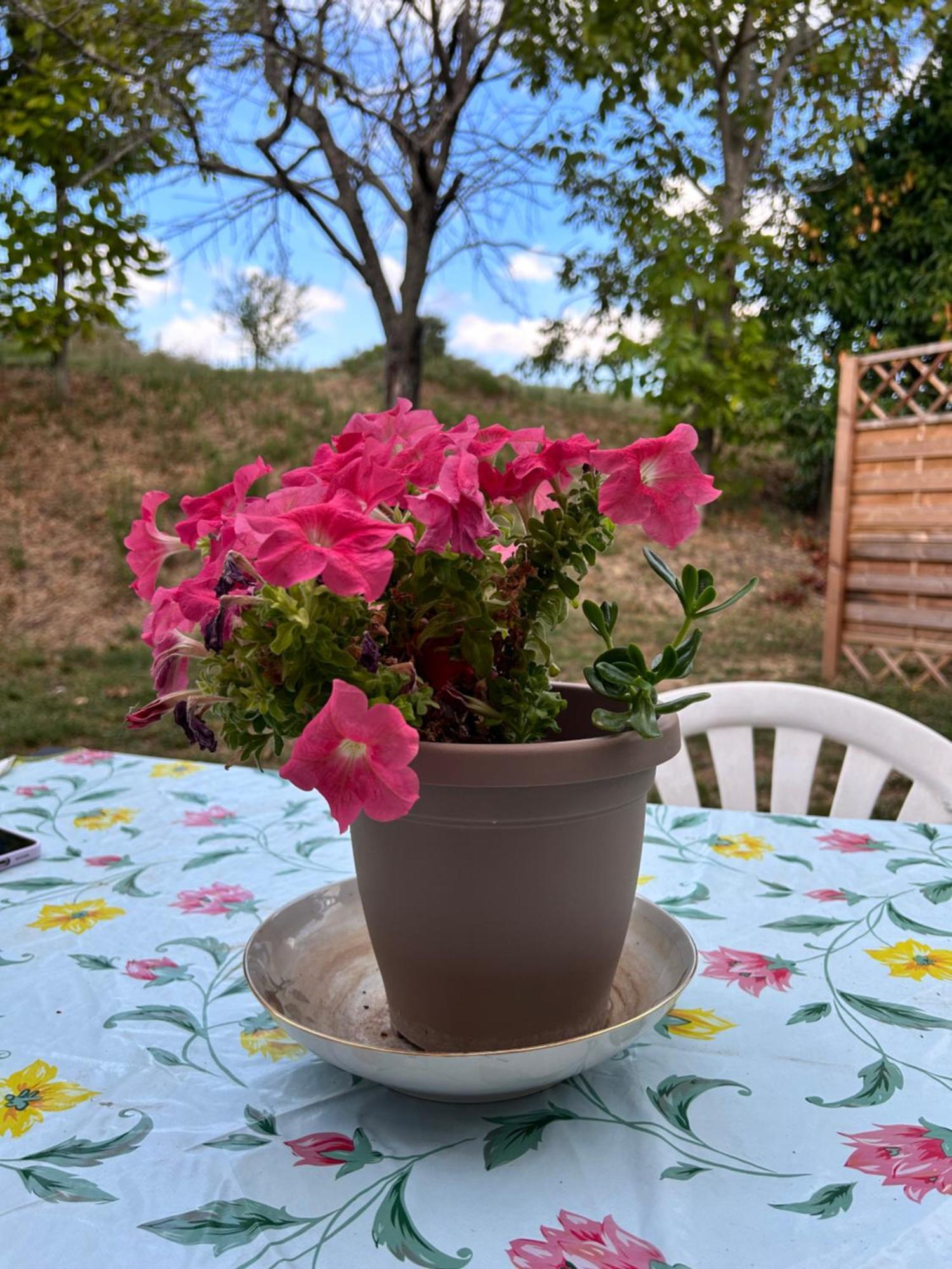 Apartment Collamato *